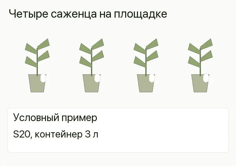 Реклама магазина саженцев: предложение и путь клиента